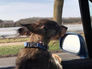 Reiseblog Maasduinen Dackel im Wind