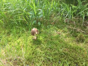 Reiseblog - Harz Pilz