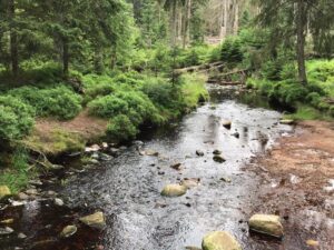 Reiseblog - Harz - Urwald 2