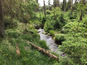 Reiseblog - Harz - Urwald