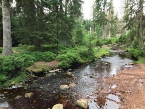 Reiseblog - Harz - Urwald 4