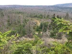 Reiseblog - Harz - abgestorbene Fichten vom Achtermann