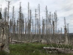 Reiseblog - Harz - tote Bäume