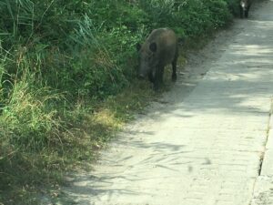 Reiseblog Schwein am Weg