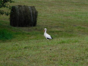 Reiseblog - Storch auf Wiese