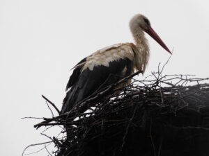 Reiseblog - Storch von der Seite