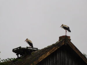 Reiseblog - Storch3