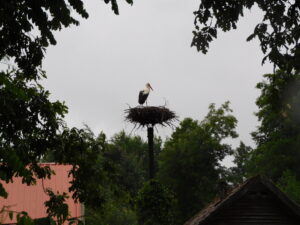 Reiseblog - armer Storch