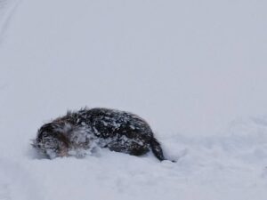 Reiseblog - Dolomiten - Lotte im Schnee 2