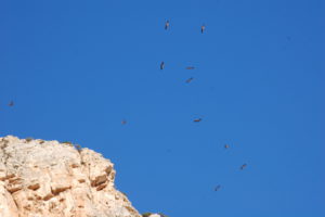 Eine ganze Gruppe von Bartgeiern kreißt über der Schlucht unter wolkenlosem Himmel.