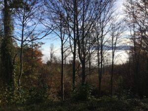 Herbstwald Apenninen