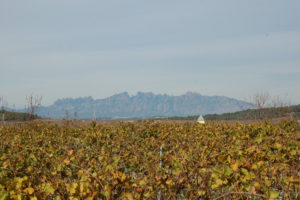 Vom Weingut Celler Can Battle blickt man über die Reben zum ca. 35 KM entfernten Montserrat.