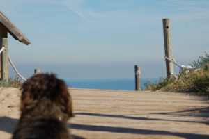 Man sieht den Dackel von hinten auf einer Holzplattform auf das Meer starren.