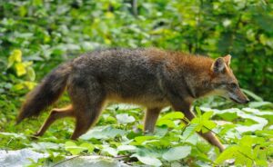 Canis_aureus_Kaeng_Krachan_national_park 