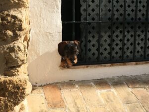 Schorsch schaut aus dem Fenster