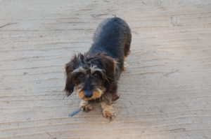 Lotte im Sand von El Rocio