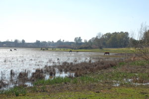 Lagune am Stadtrand