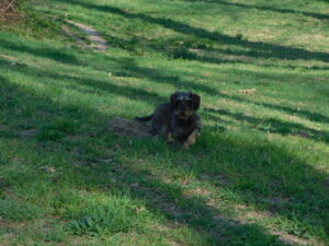 Lotte macht Pause auf der Wiese