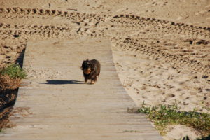 Lotte kommt nur mässig schnell vom Strand, den sie ja nicht verlassen will.