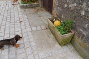 Lotte hat einen gelben Fußball gefunden, welcher in einem Blumenkübel liegt.