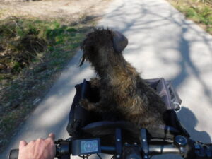 Lotte schaut aus dem Fahrradkorb