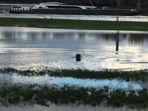 Lotte im Rhein