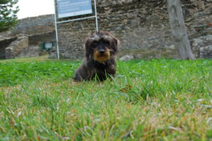 Dackel Lotte sitzt im Gras im Burghof.