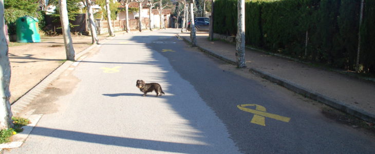 Lotte auf der Straße neben einer gelben Schleife, die auf die Straße gemalt ist