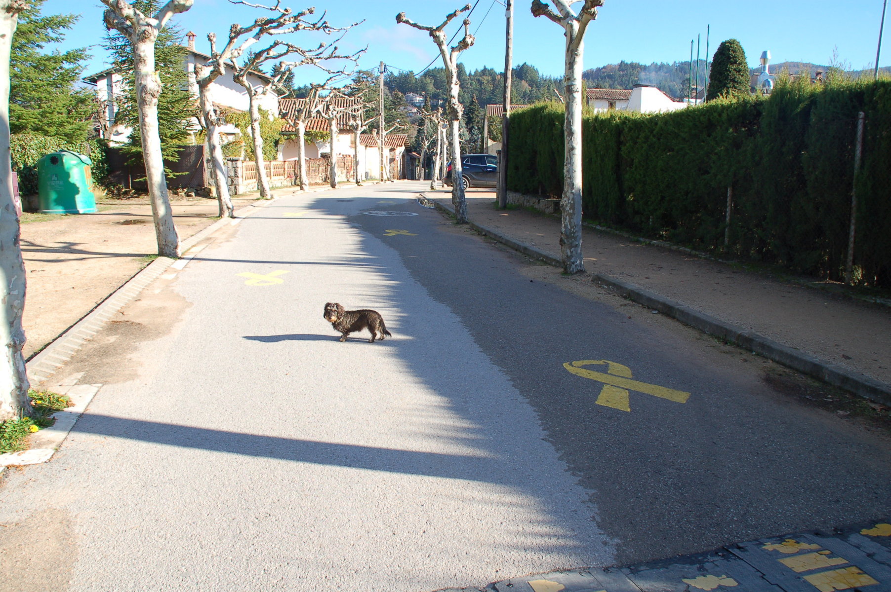 Lotte auf der Straße neben einer gelben Schleife, die auf die Straße gemalt ist