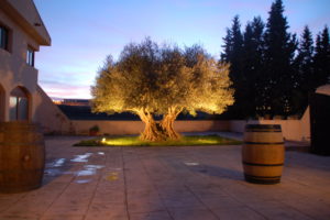 Nochmal der 1000 Jahre alte Olivenbaum in der Dämmerung beleuchtet.