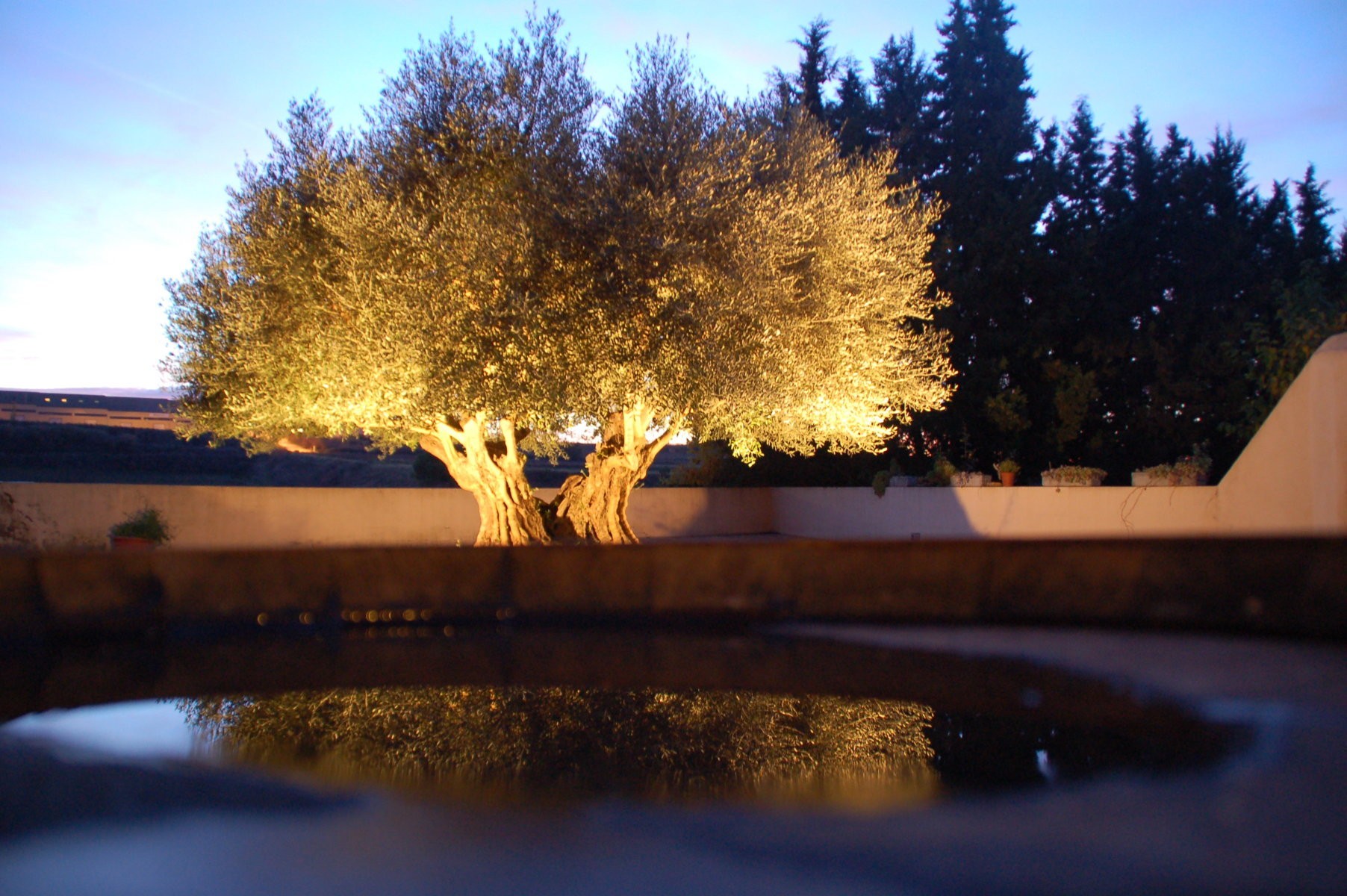 Das bild zeigt einen in der Dämmerung beleuchteten 1000 Jahre alten Olivenbaum.