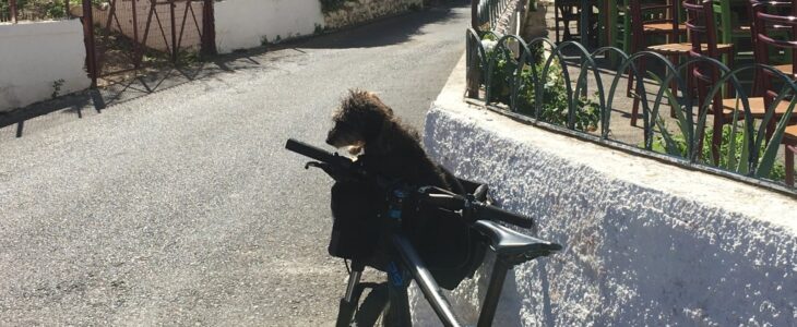 Lotte sitzt im Fahrradkorb