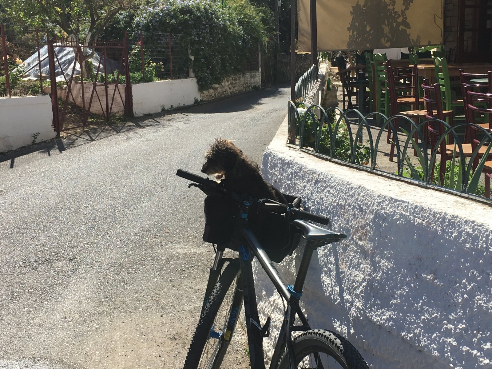 Lotte sitzt im Fahrradkorb