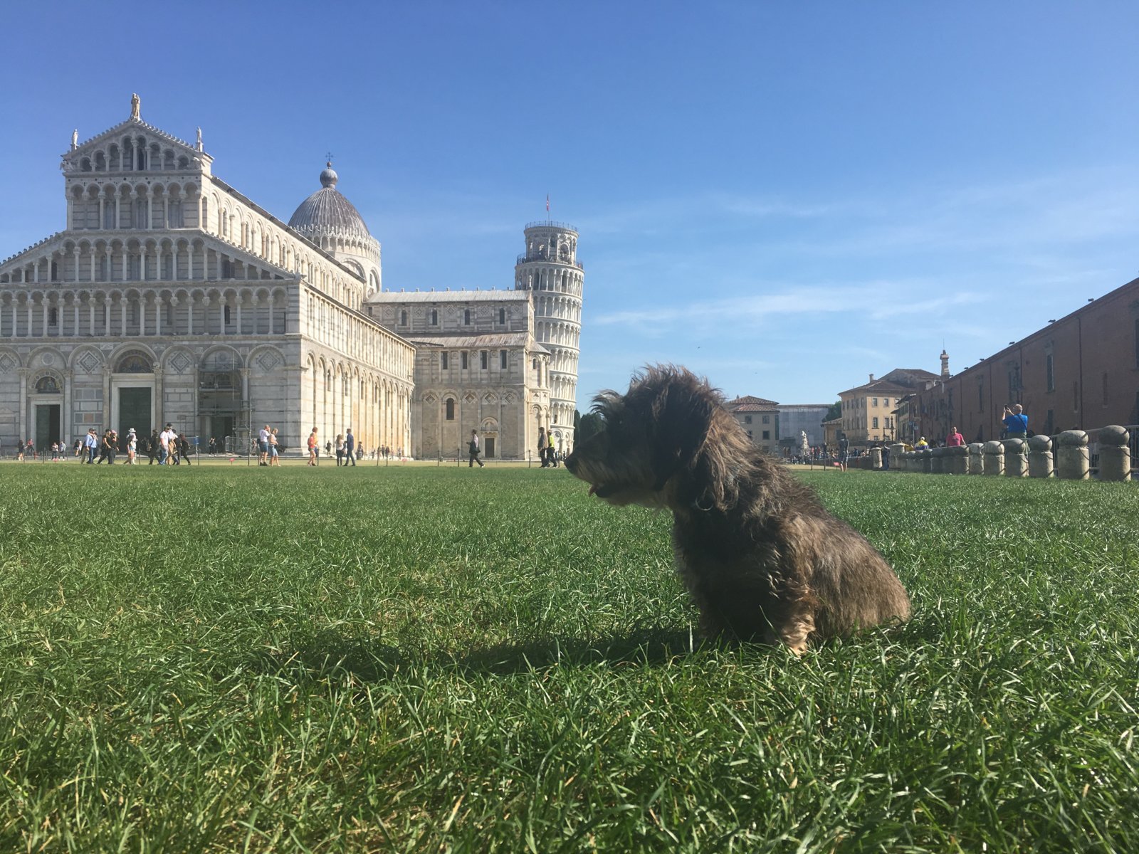 Lotte sitzt auf der Wiese vor dem schiefen Turm von Pisa