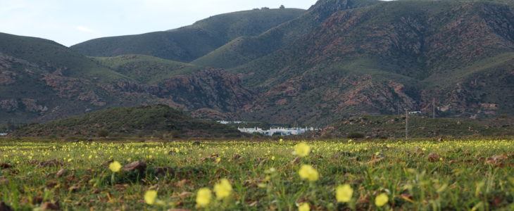 Wiese mit gelben Blumen, dahinter der Ort Rodalquilar