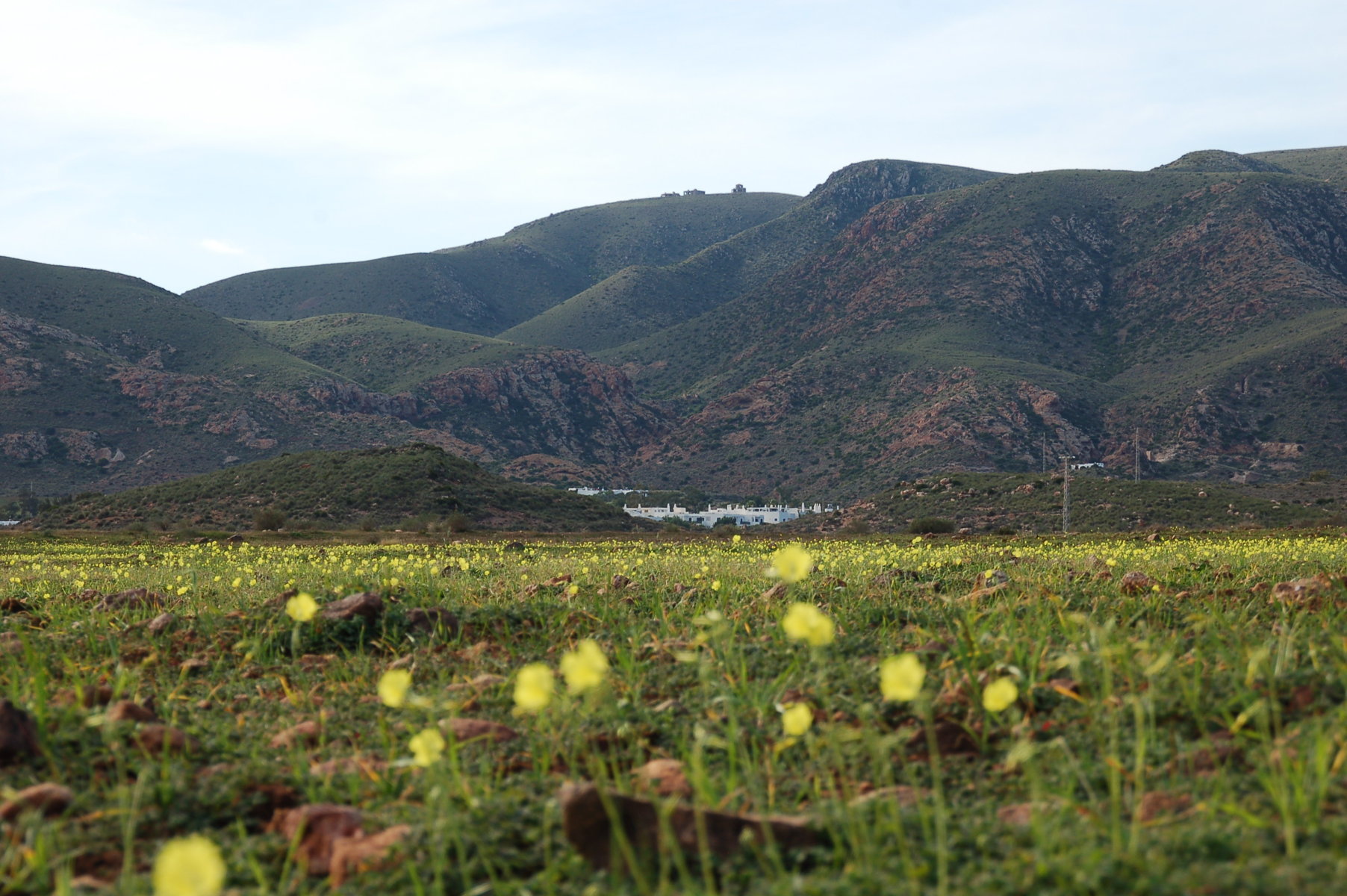 Wiese mit gelben Blumen, dahinter der Ort Rodalquilar