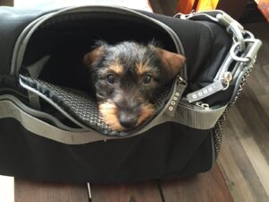 Lotte in der Reisetasche